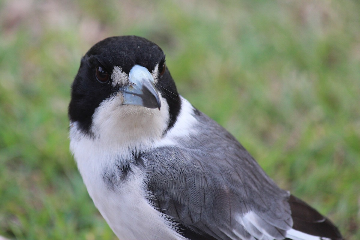 Gray Butcherbird - ML591817191