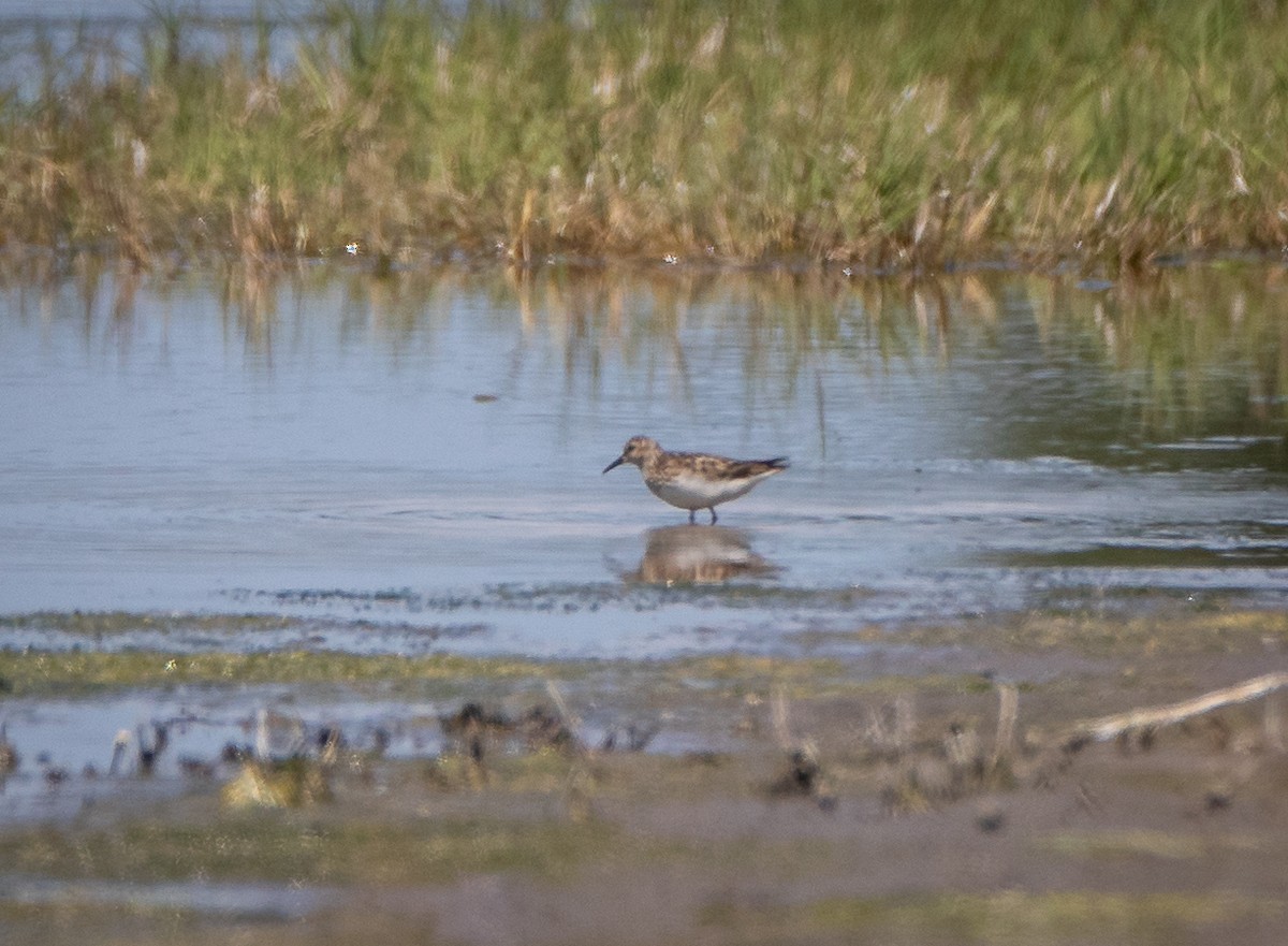 Least Sandpiper - bj worth