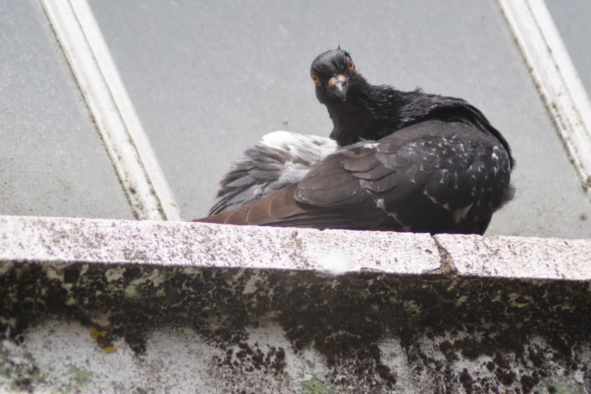 Rock Pigeon (Feral Pigeon) - ML591817711