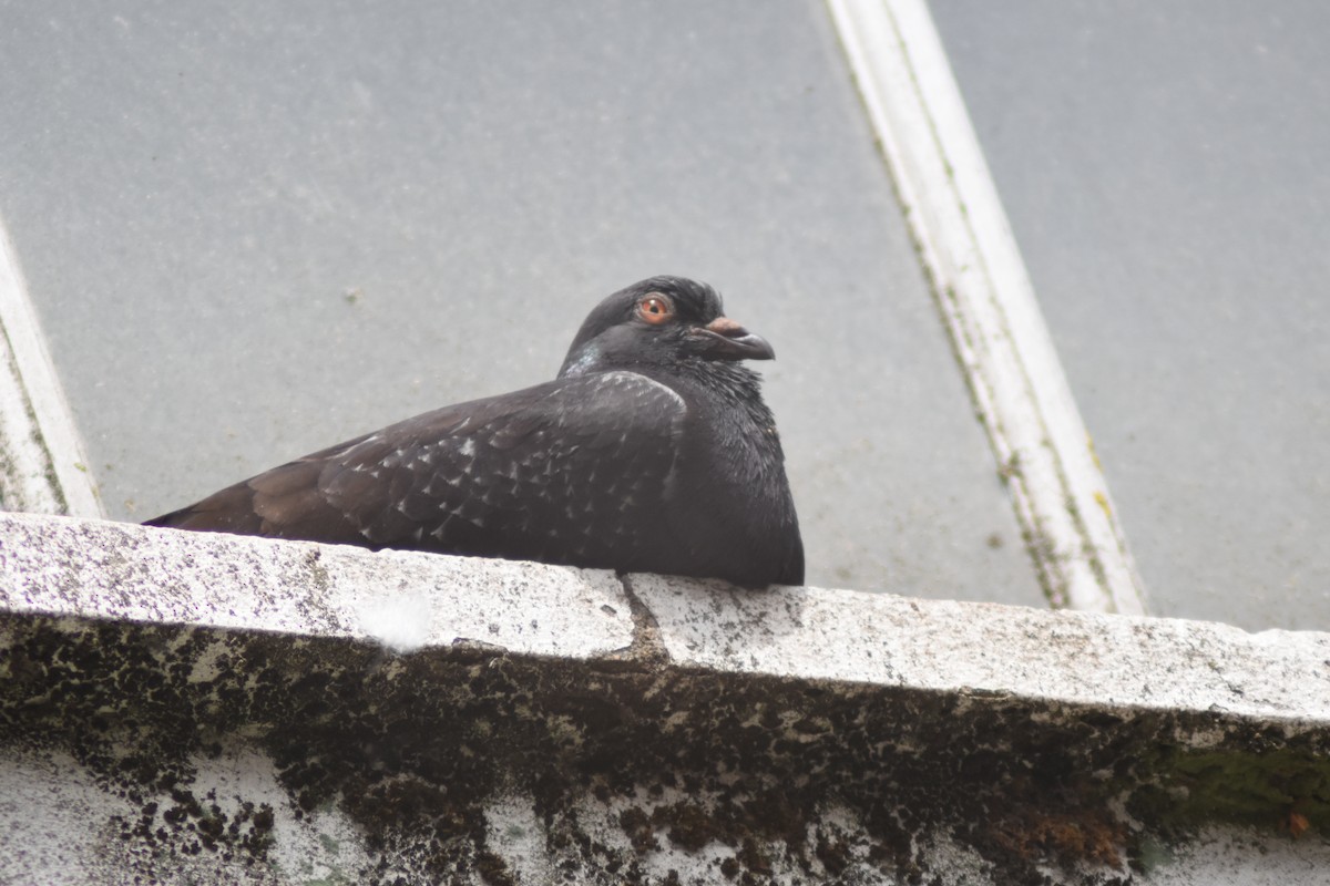 Rock Pigeon (Feral Pigeon) - ML591817721
