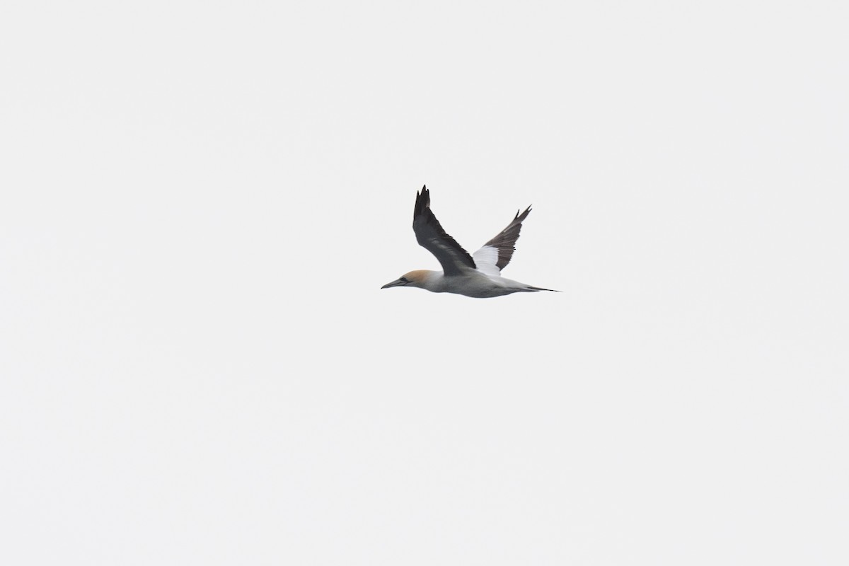 Australasian Gannet - ML591820441