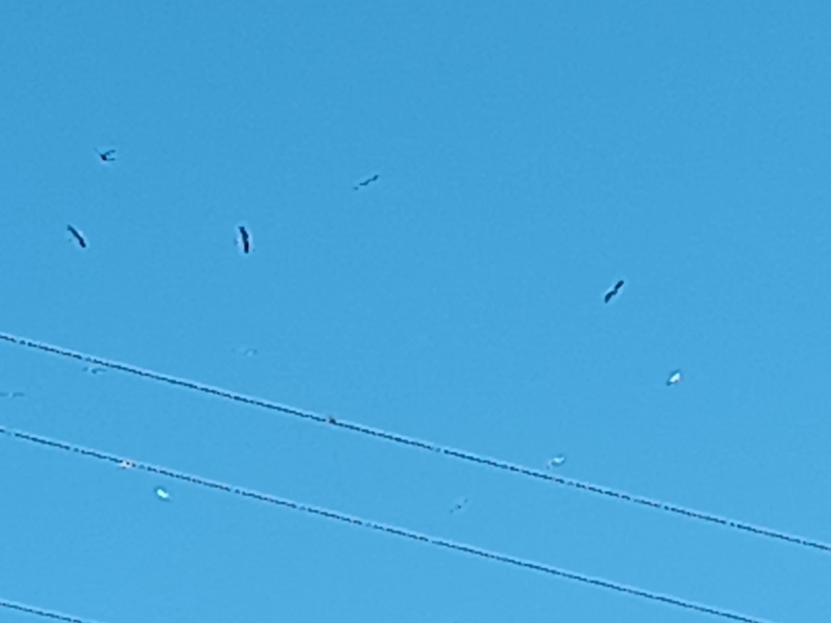 Eurasian Magpie - ML591823301