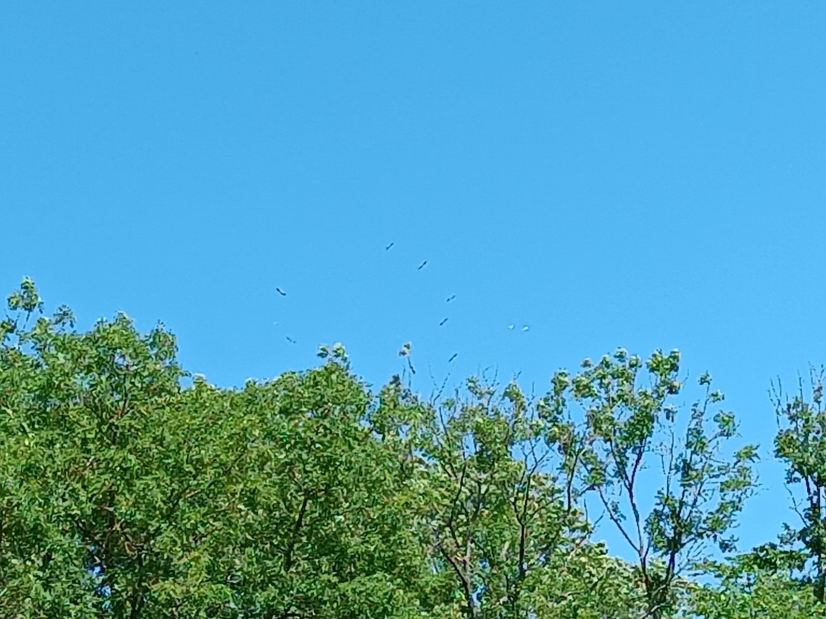 Eurasian Magpie - ML591823311