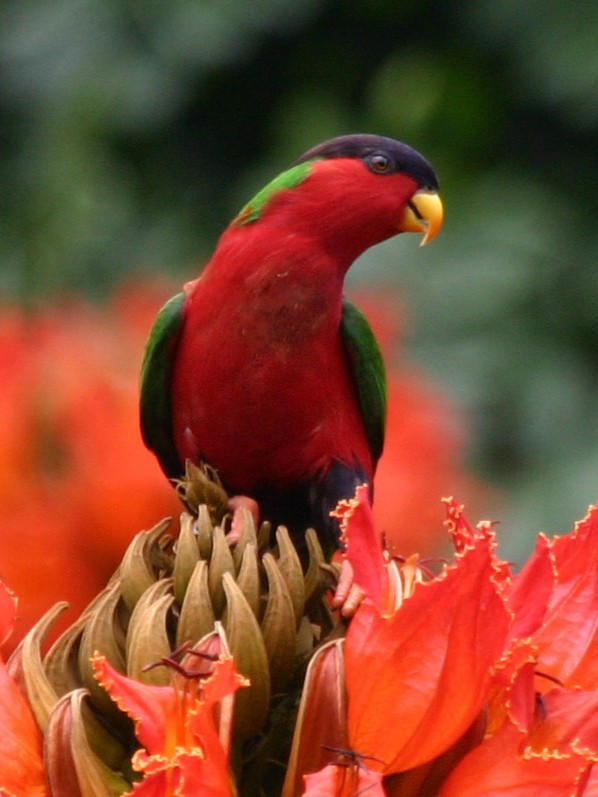 Collared Lory - ML591823661