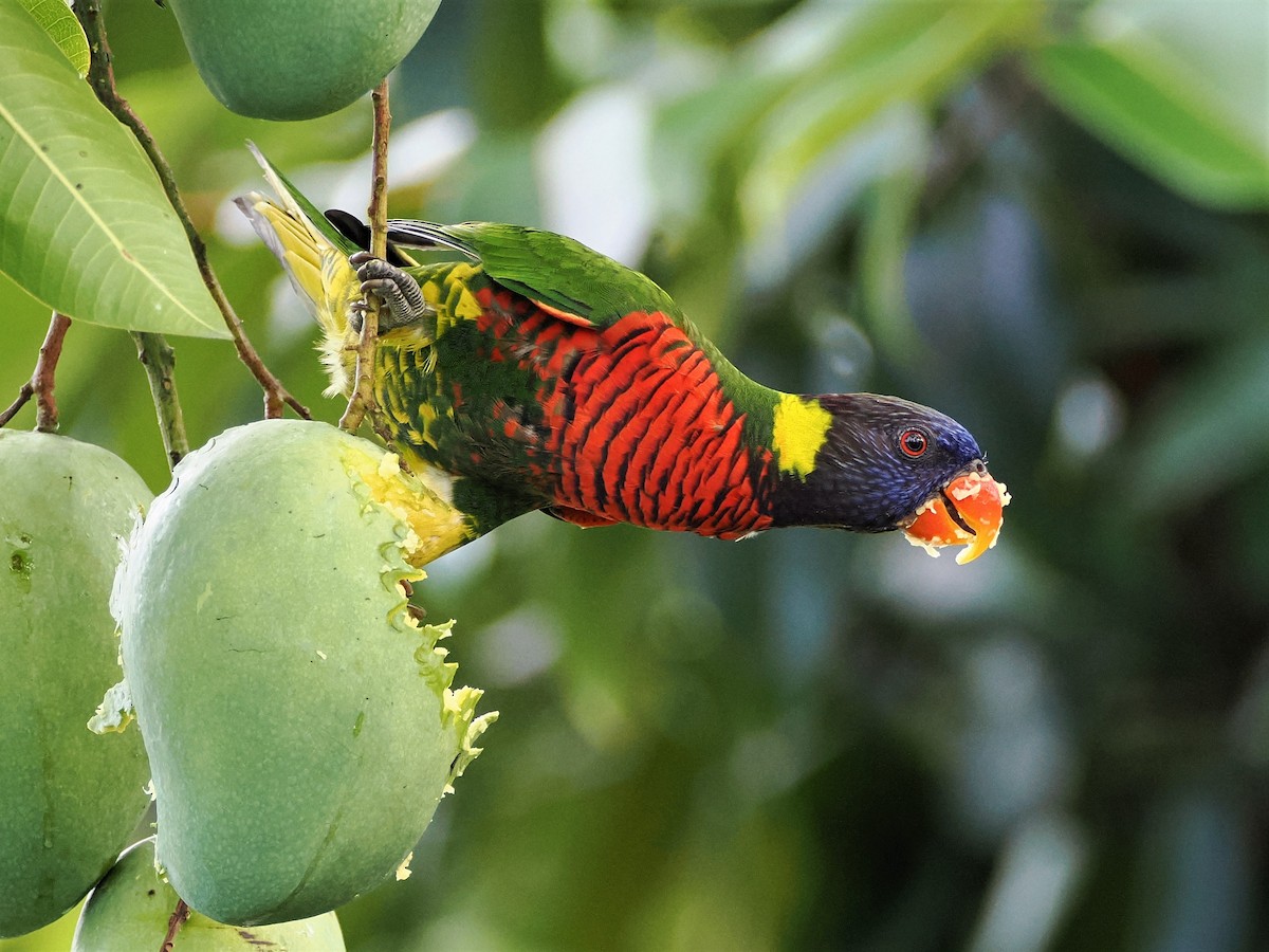 Hindistancevisi Loriketi - ML591823721