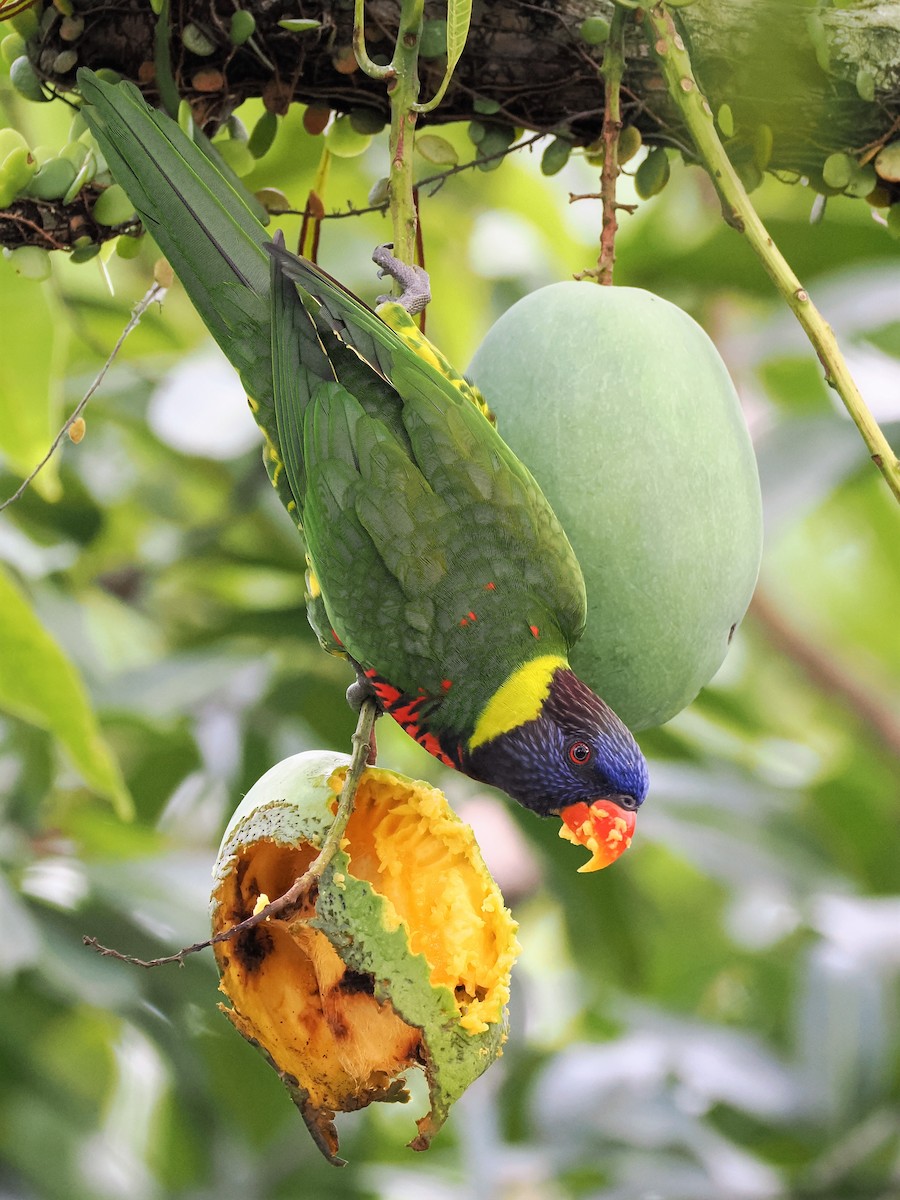 Coconut Lorikeet - Evelyn Lee