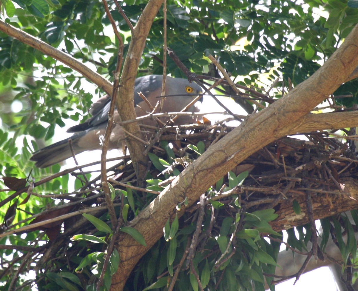 Fiji Goshawk - ML591823871