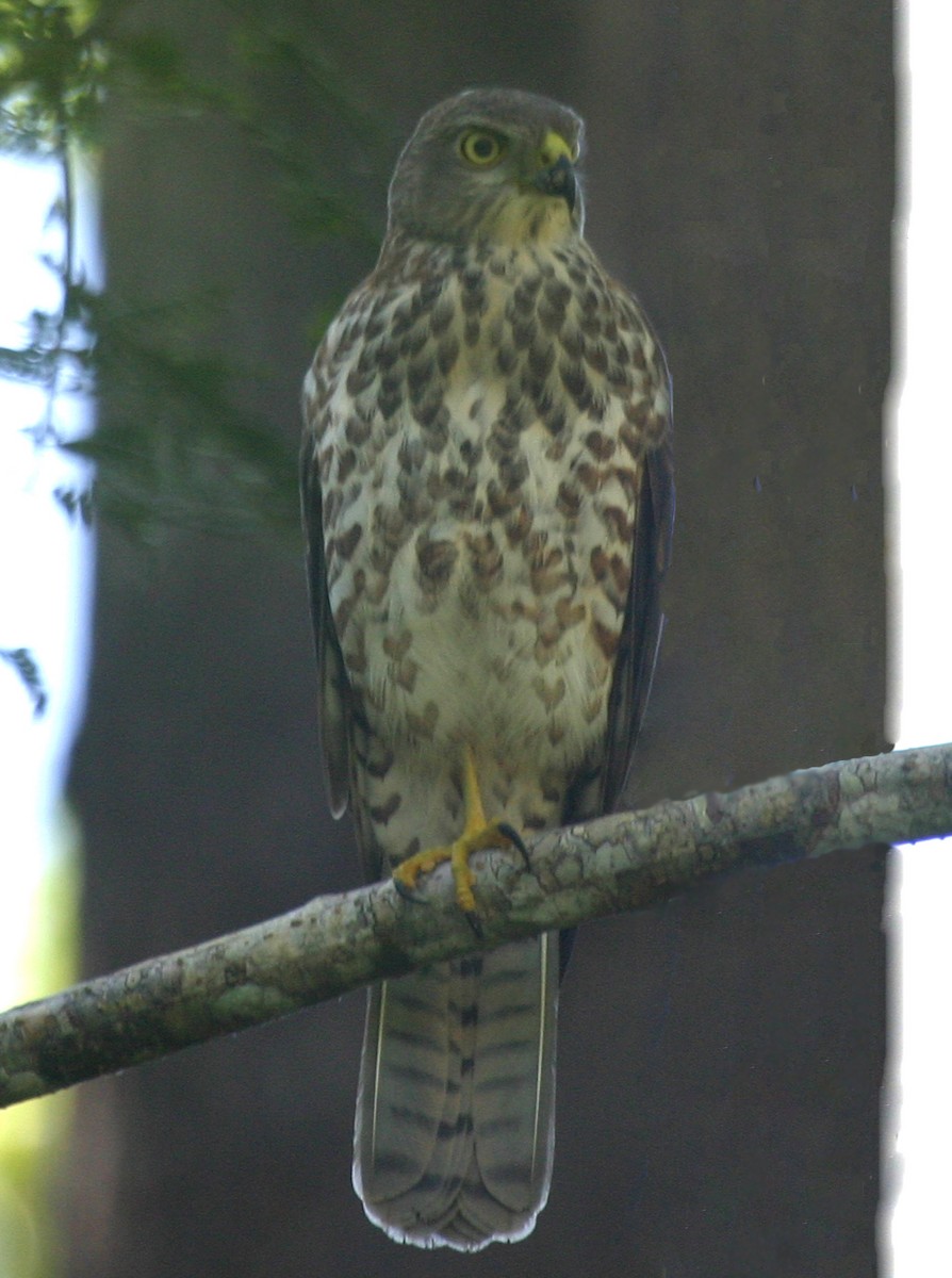 Fiji Goshawk - ML591823921