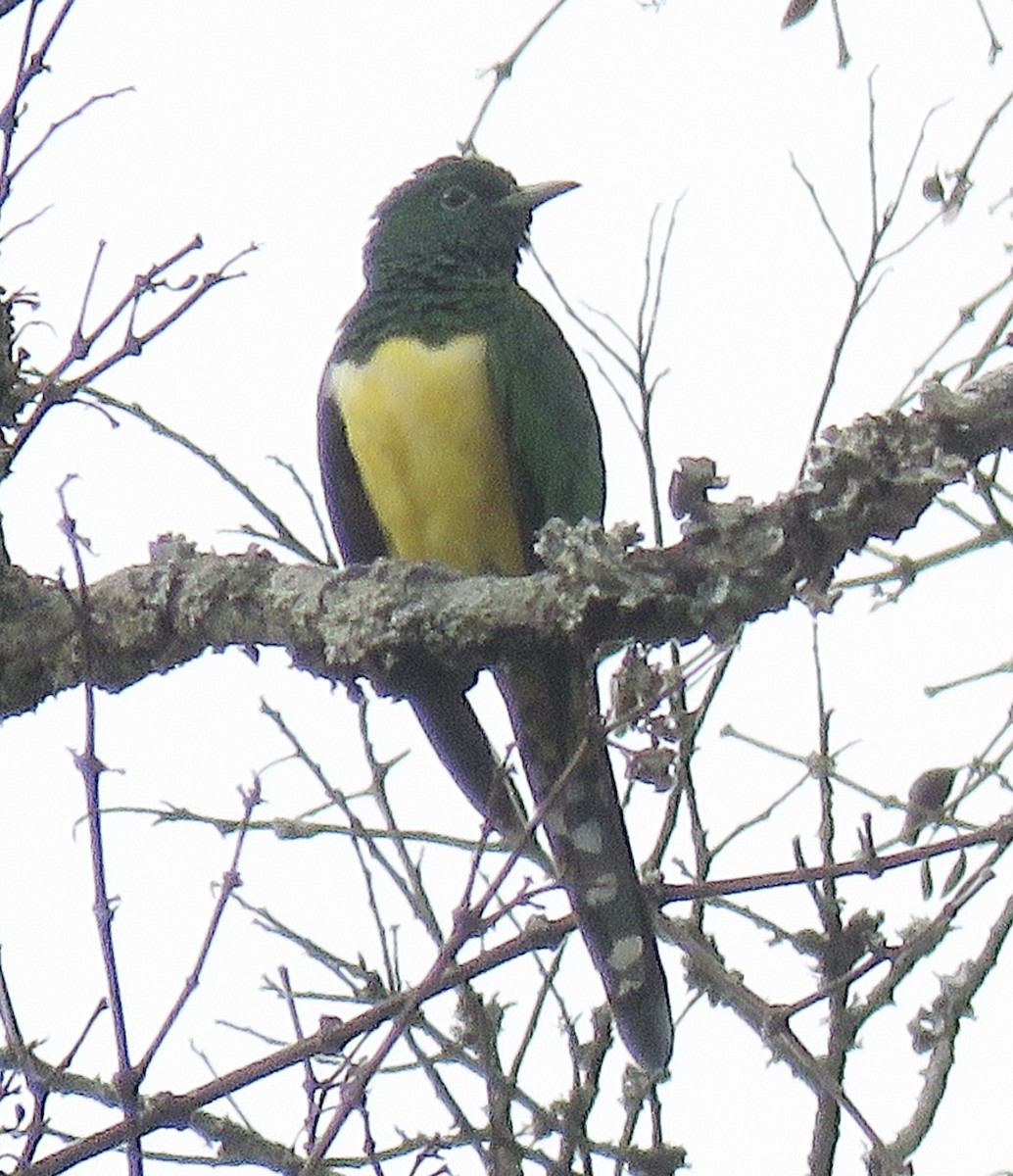 African Emerald Cuckoo - ML591824071