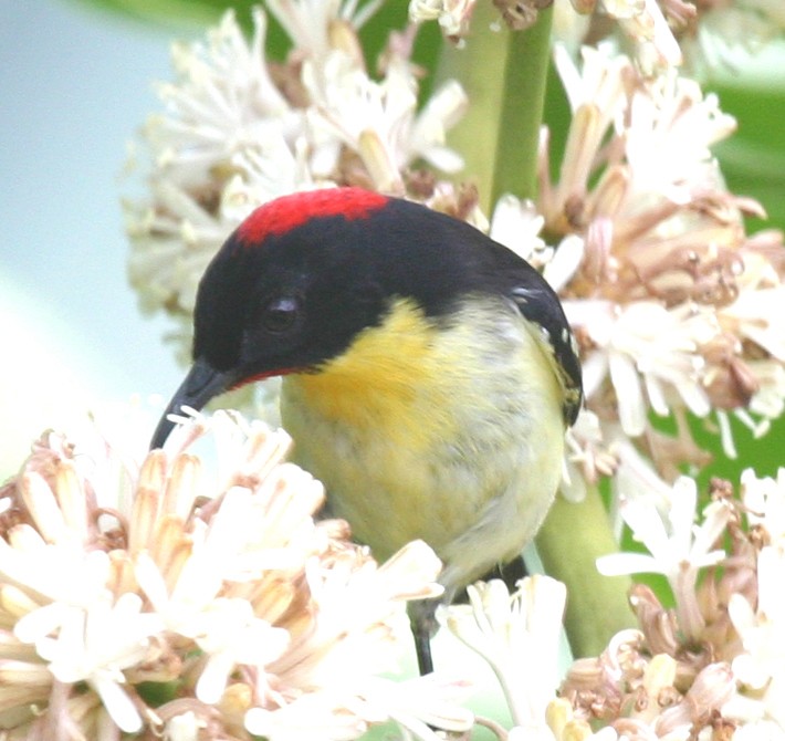 Sulphur-breasted Myzomela - ML591824111