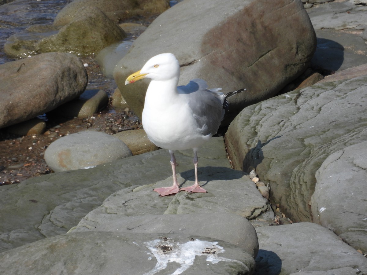 Gaviota Argéntea - ML591824261