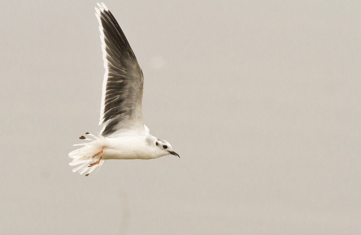 Gaviota Enana - ML591824591