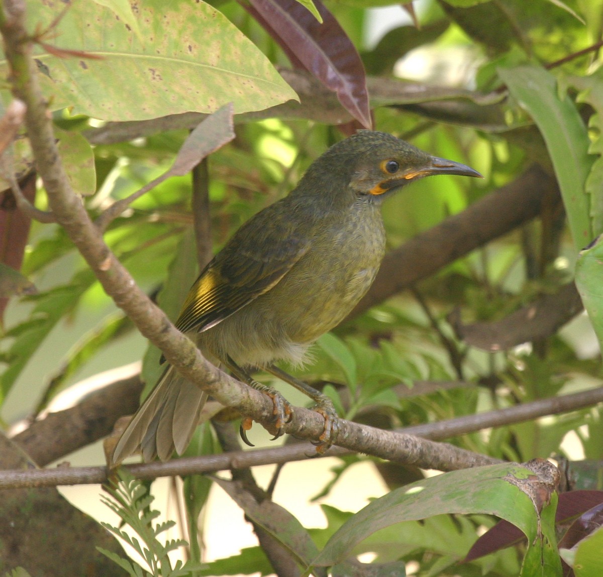 Western Wattled-Honeyeater - ML591825041