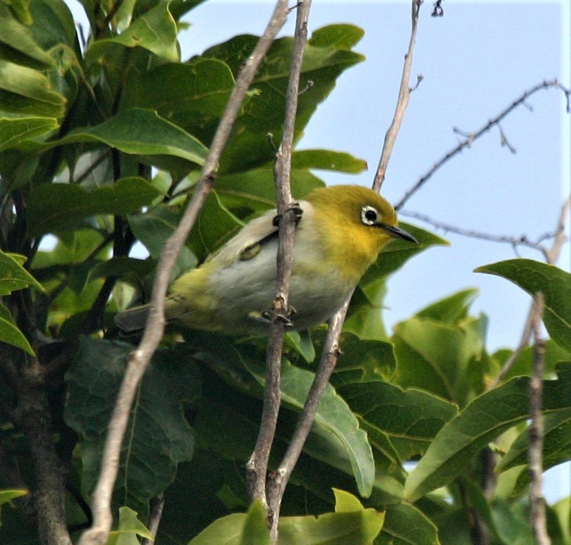 Silvereye - ML591825271