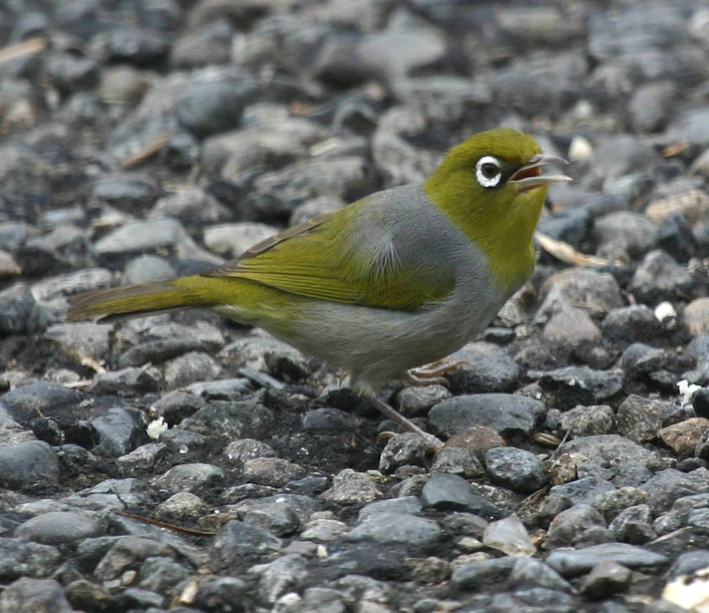 Fiji White-eye - ML591825331