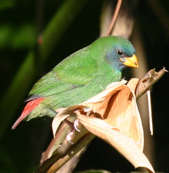Fiji Parrotfinch - ML591825871