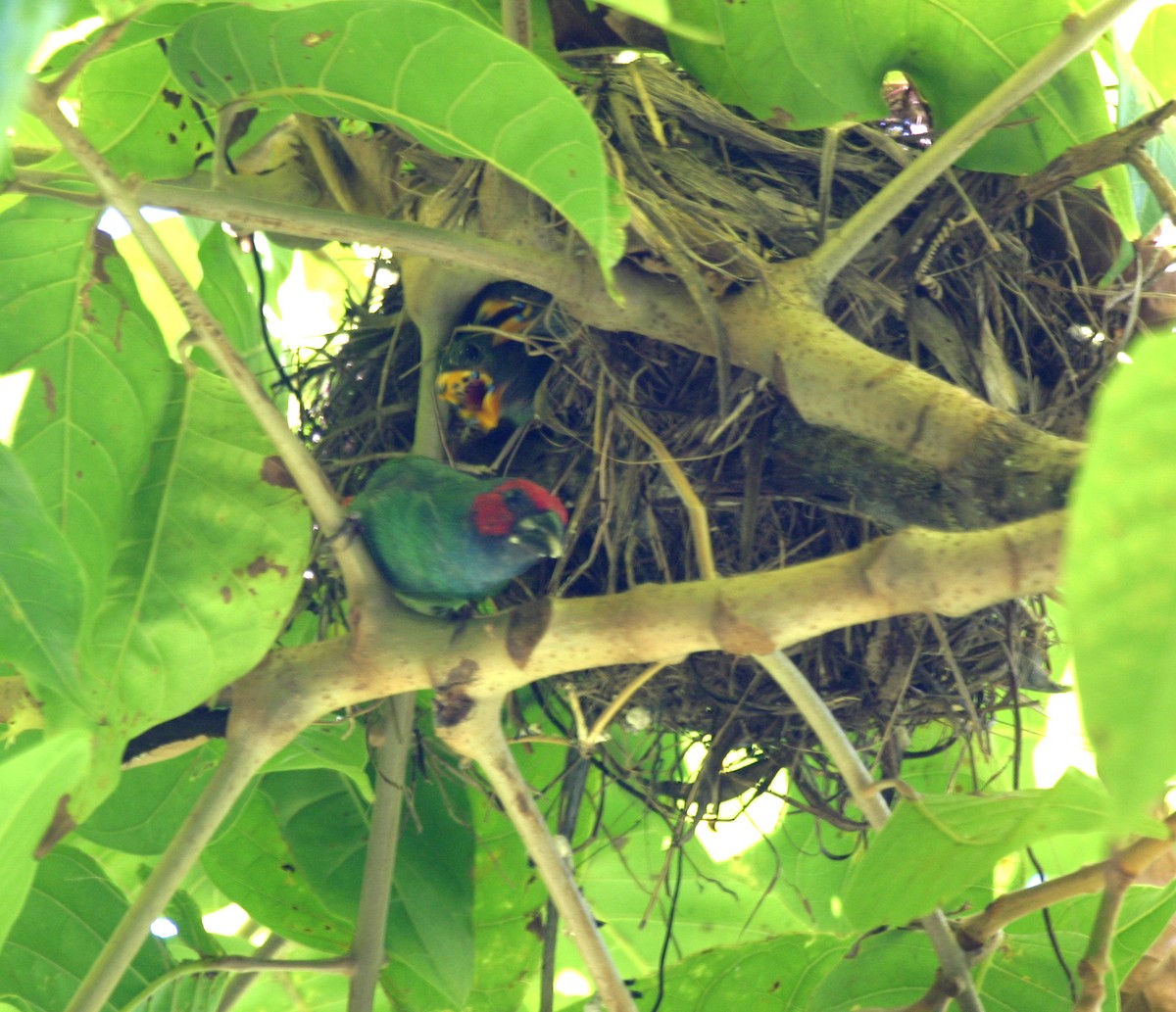 Fiji Parrotfinch - ML591825891