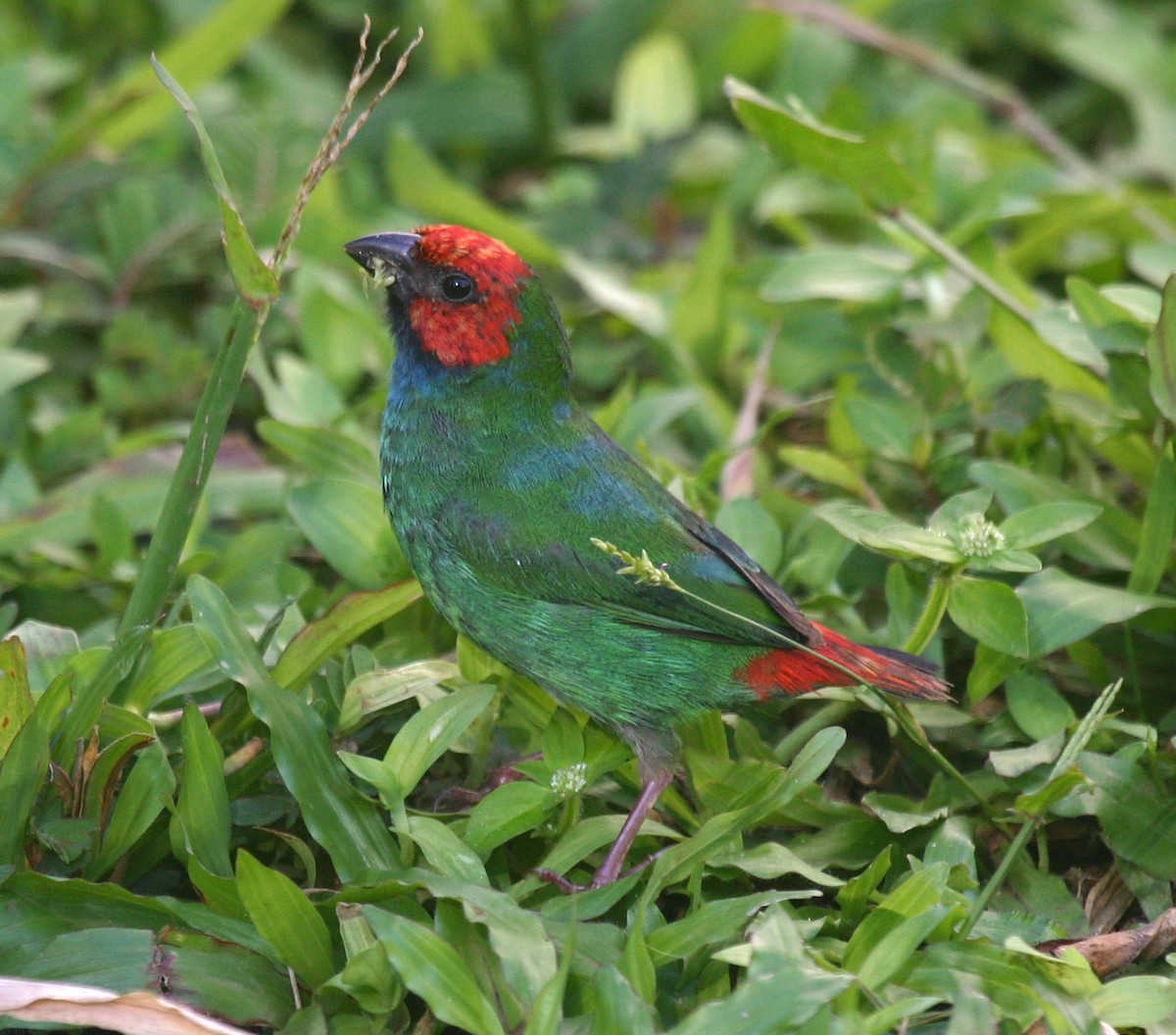 Fiji Parrotfinch - ML591826151
