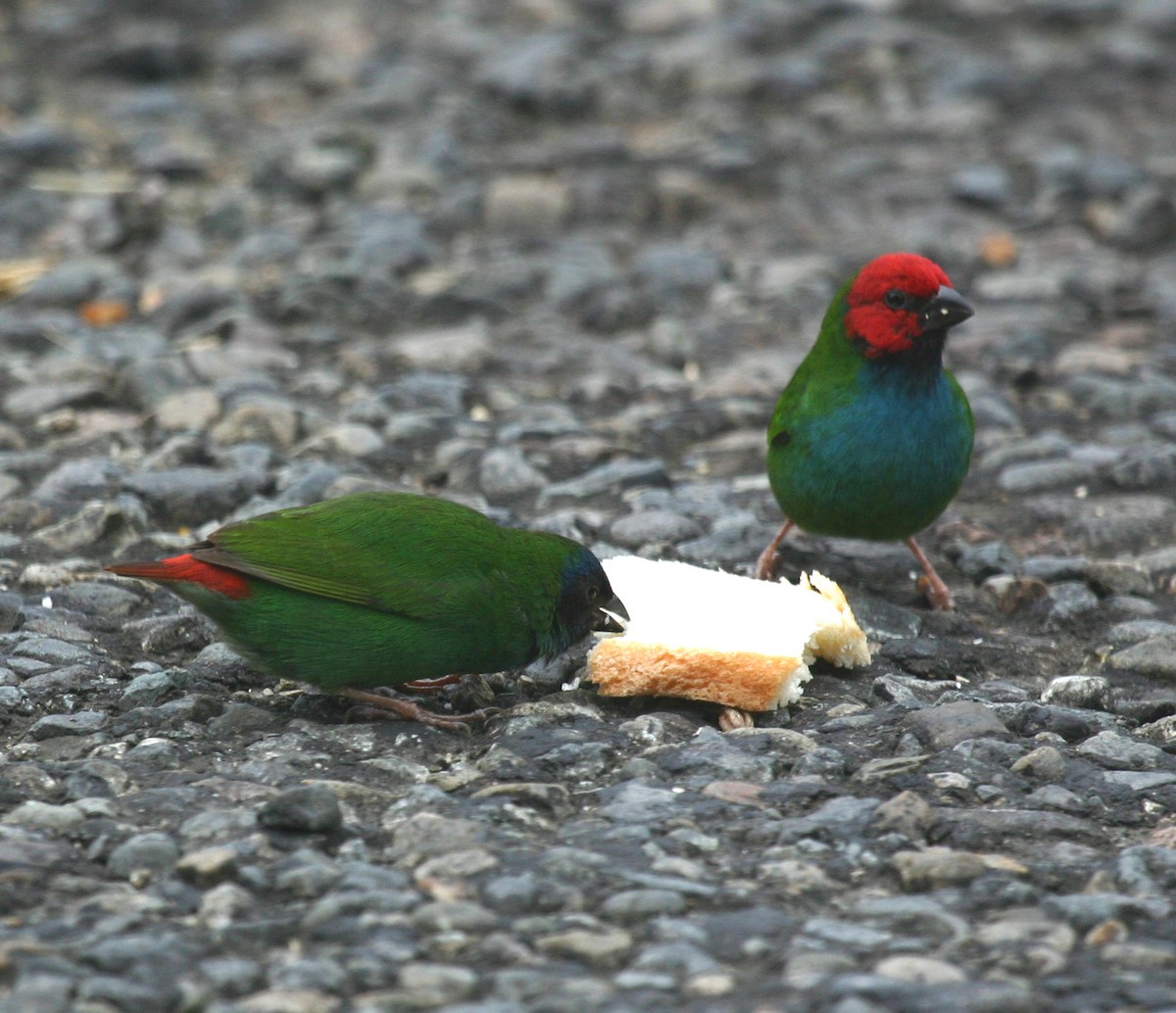 Fiji Parrotfinch - ML591826231