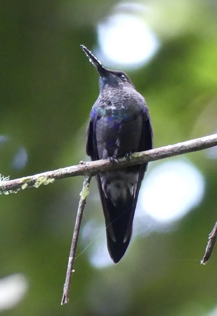 kolibřík vidloocasý - ML591826781