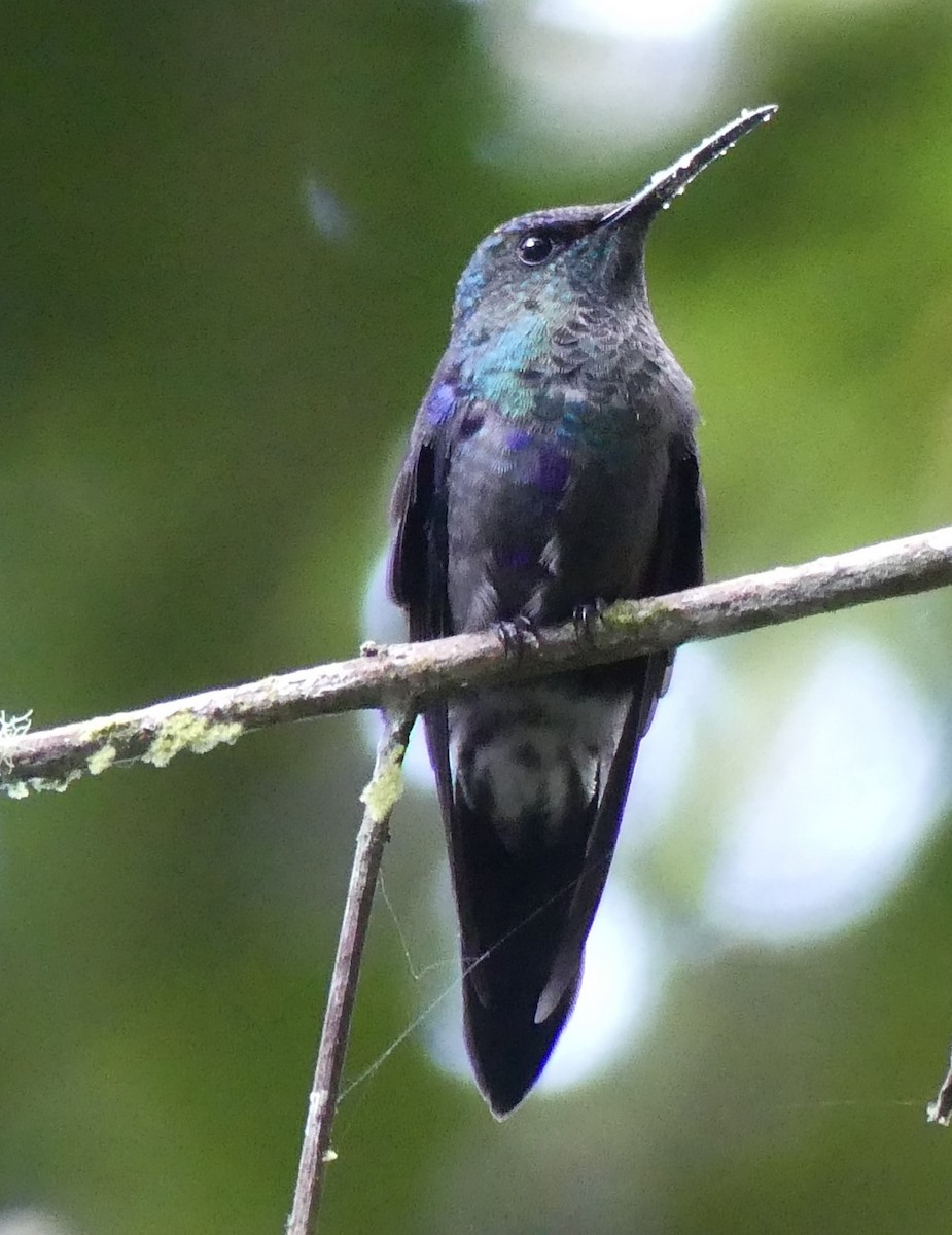 kolibřík vidloocasý - ML591826791