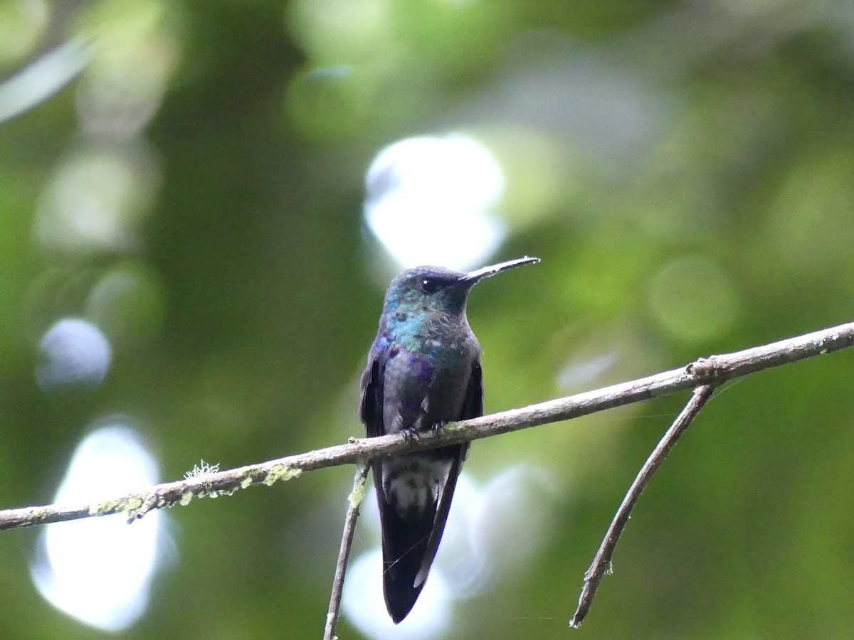 kolibřík vidloocasý - ML591826811