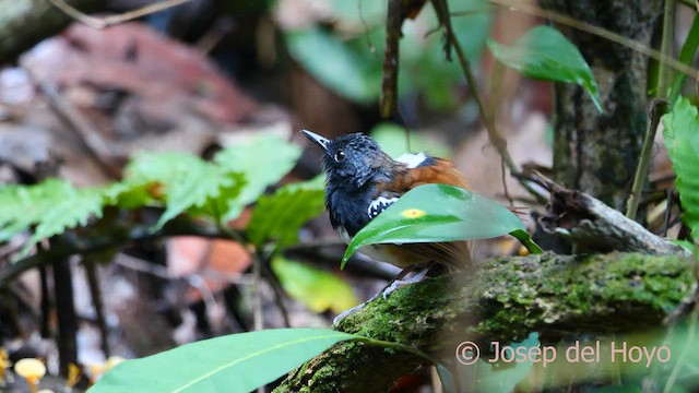 Chestnut-tailed Antbird - ML591826901