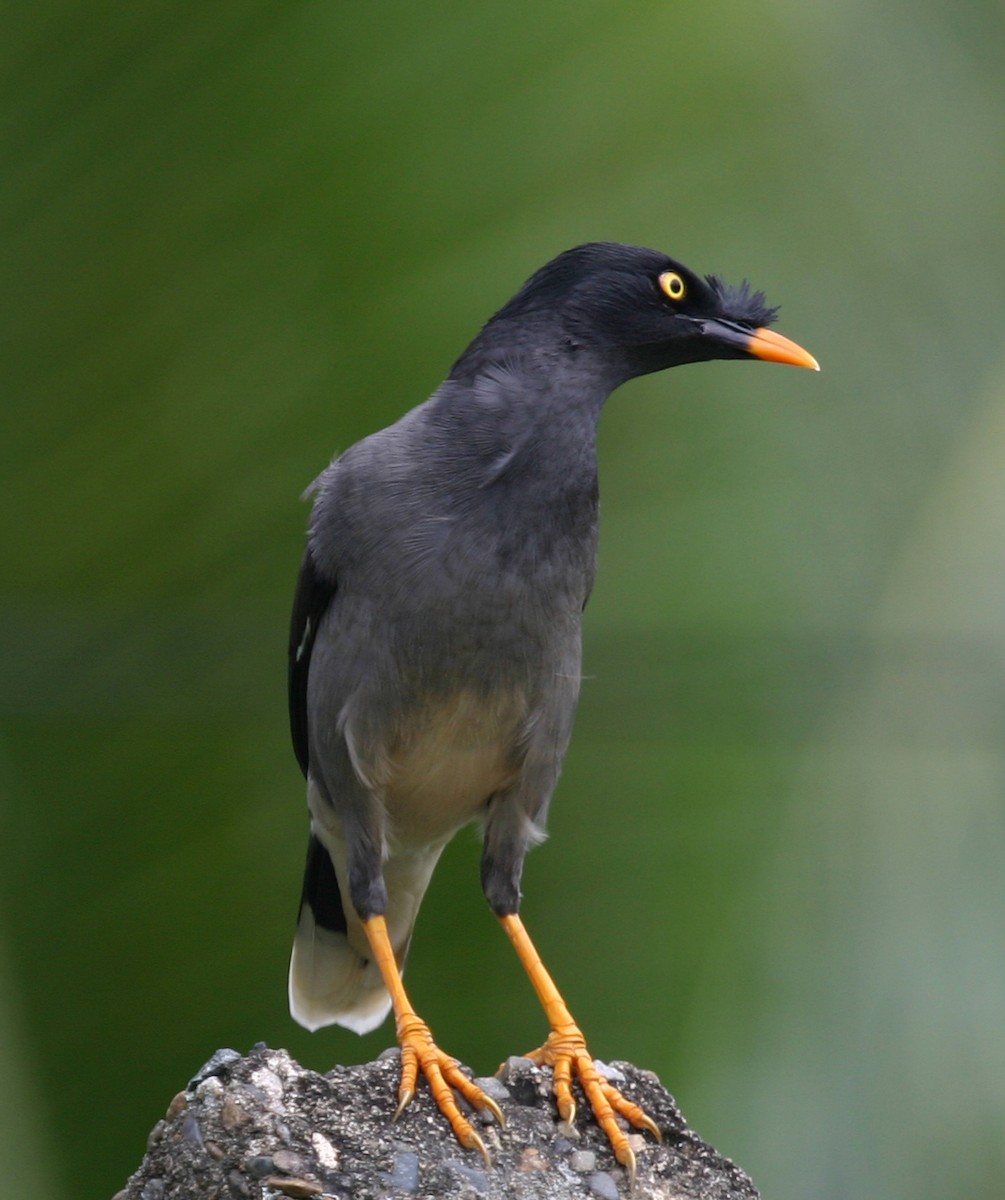 Jungle Myna - ML591827471