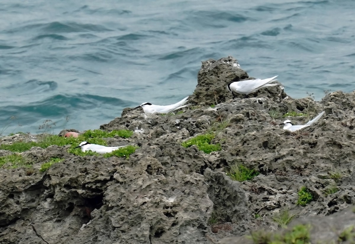 Black-naped Tern - ML591827981