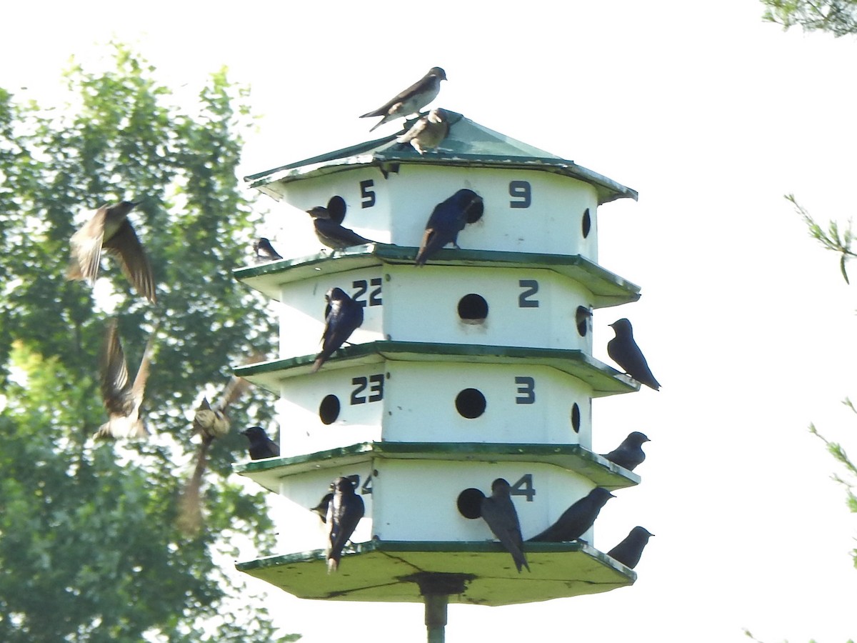 Purple Martin - Jean Lemoyne