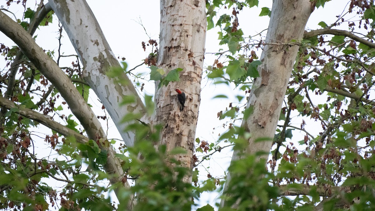 Red-bellied Woodpecker - Robin Trevillian