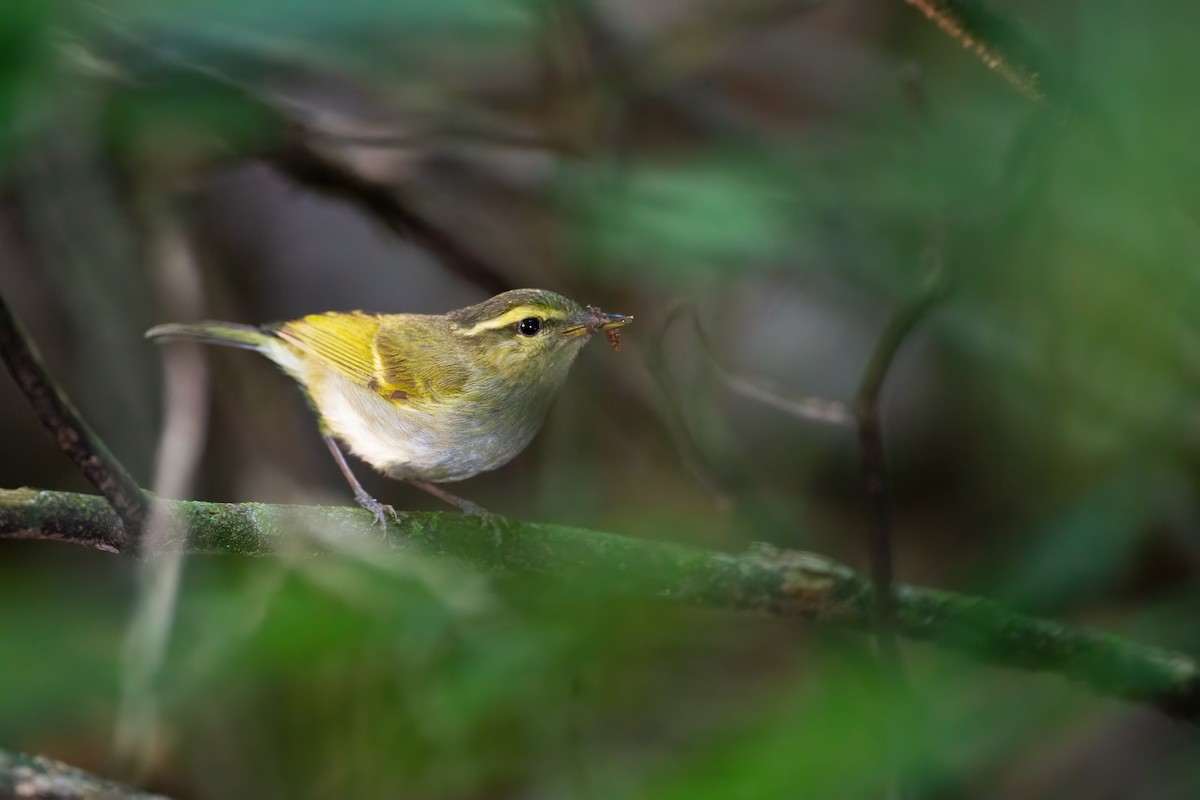 Davison's Leaf Warbler - JJ Harrison