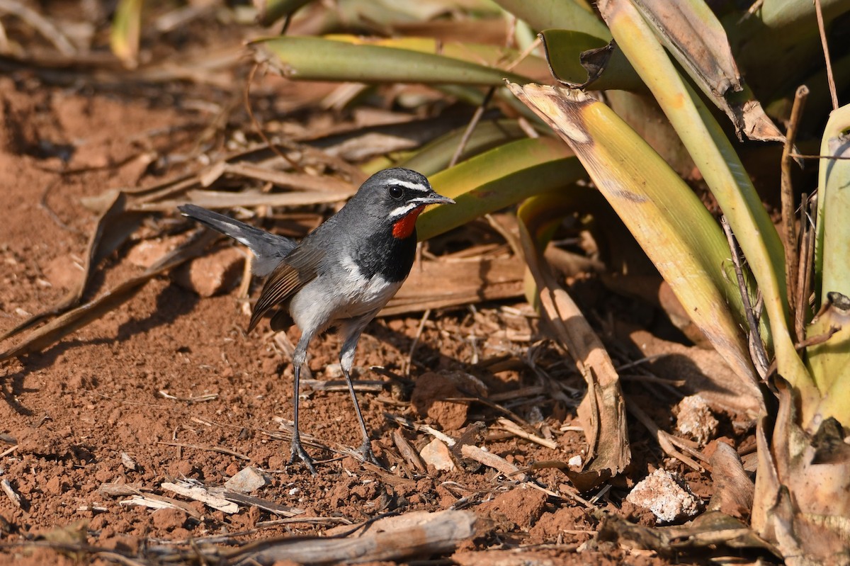 Chinese Rubythroat - ML591830961