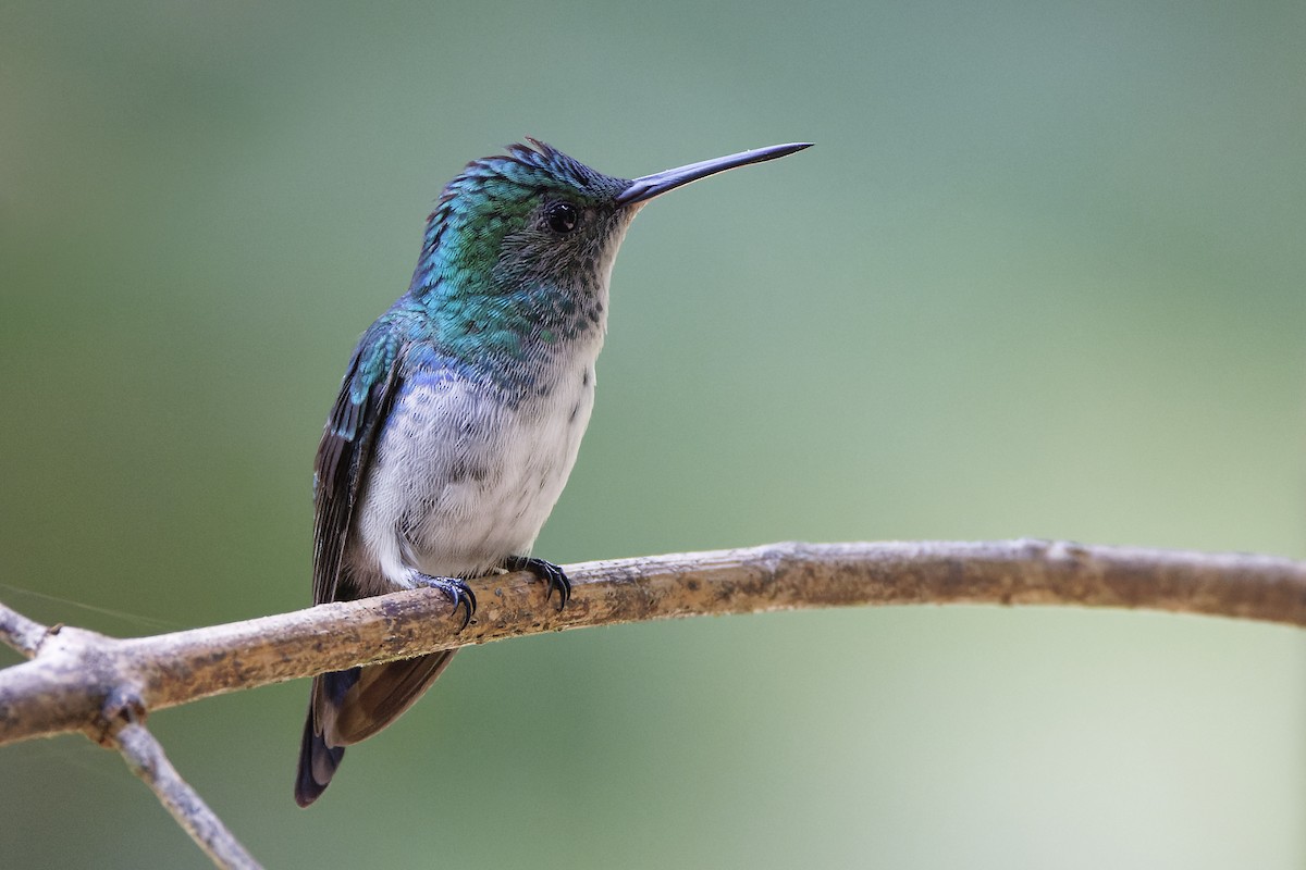Blue-chested Hummingbird - ML591831471