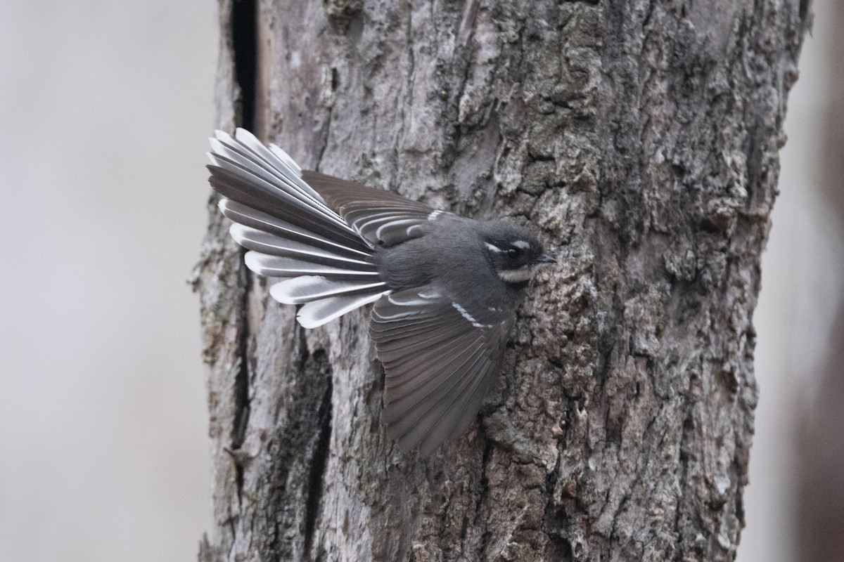 Gray Fantail - ML591832141