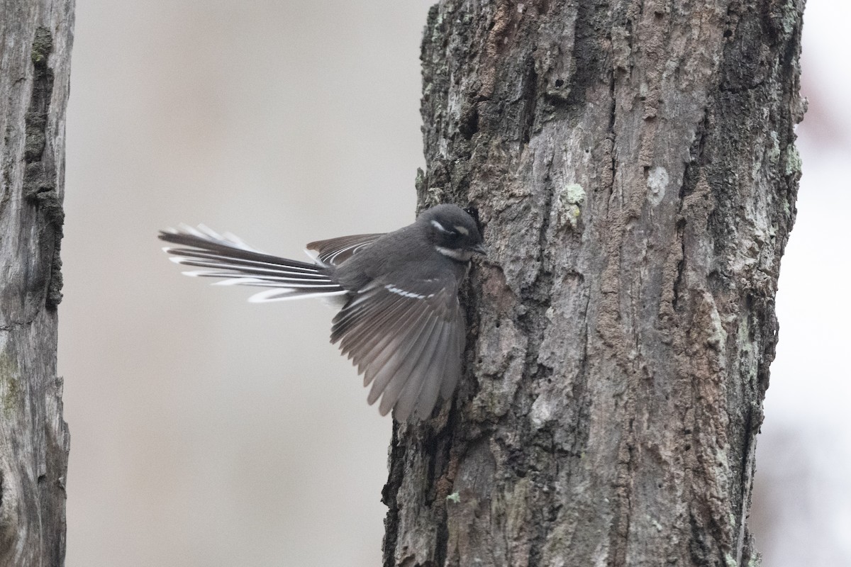 Gray Fantail - ML591832151