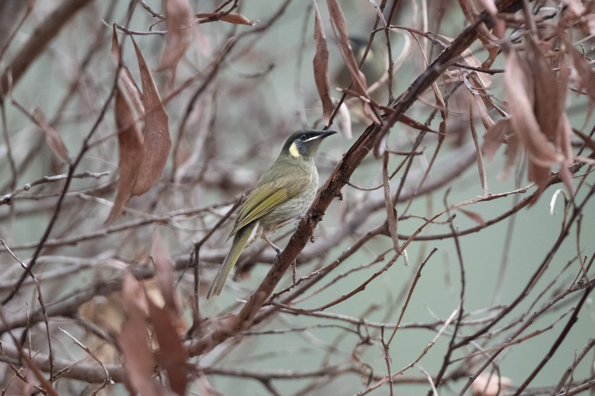 Lewin's Honeyeater - ML591832161