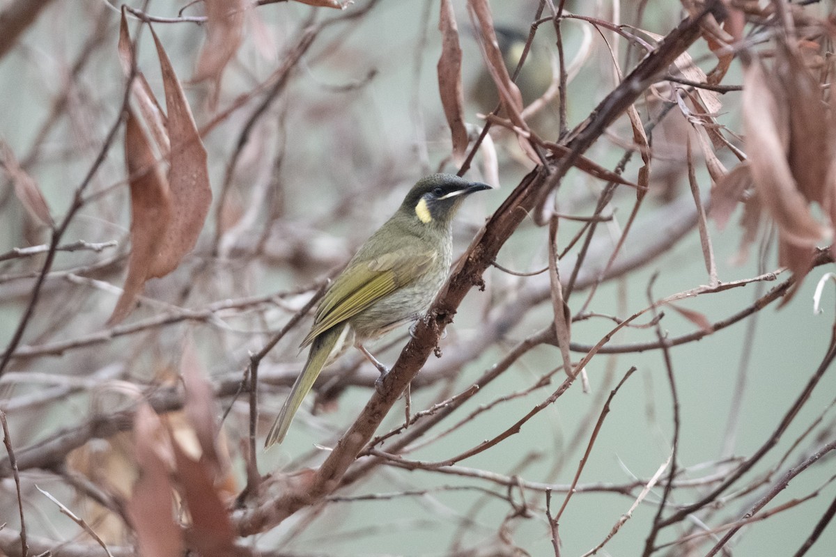 Lewin's Honeyeater - ML591832171