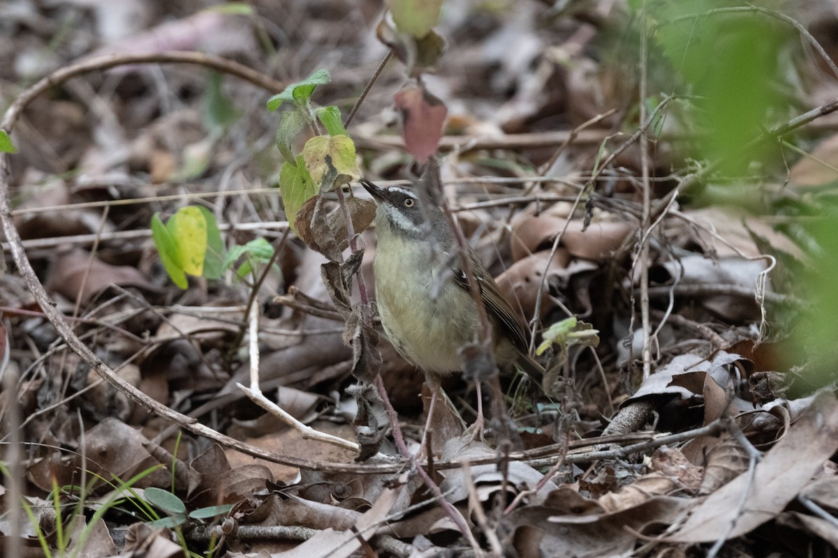 White-browed Scrubwren (Buff-breasted) - ML591832361