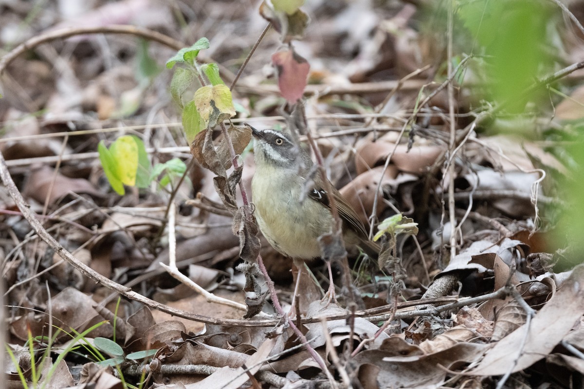 White-browed Scrubwren (Buff-breasted) - ML591832381