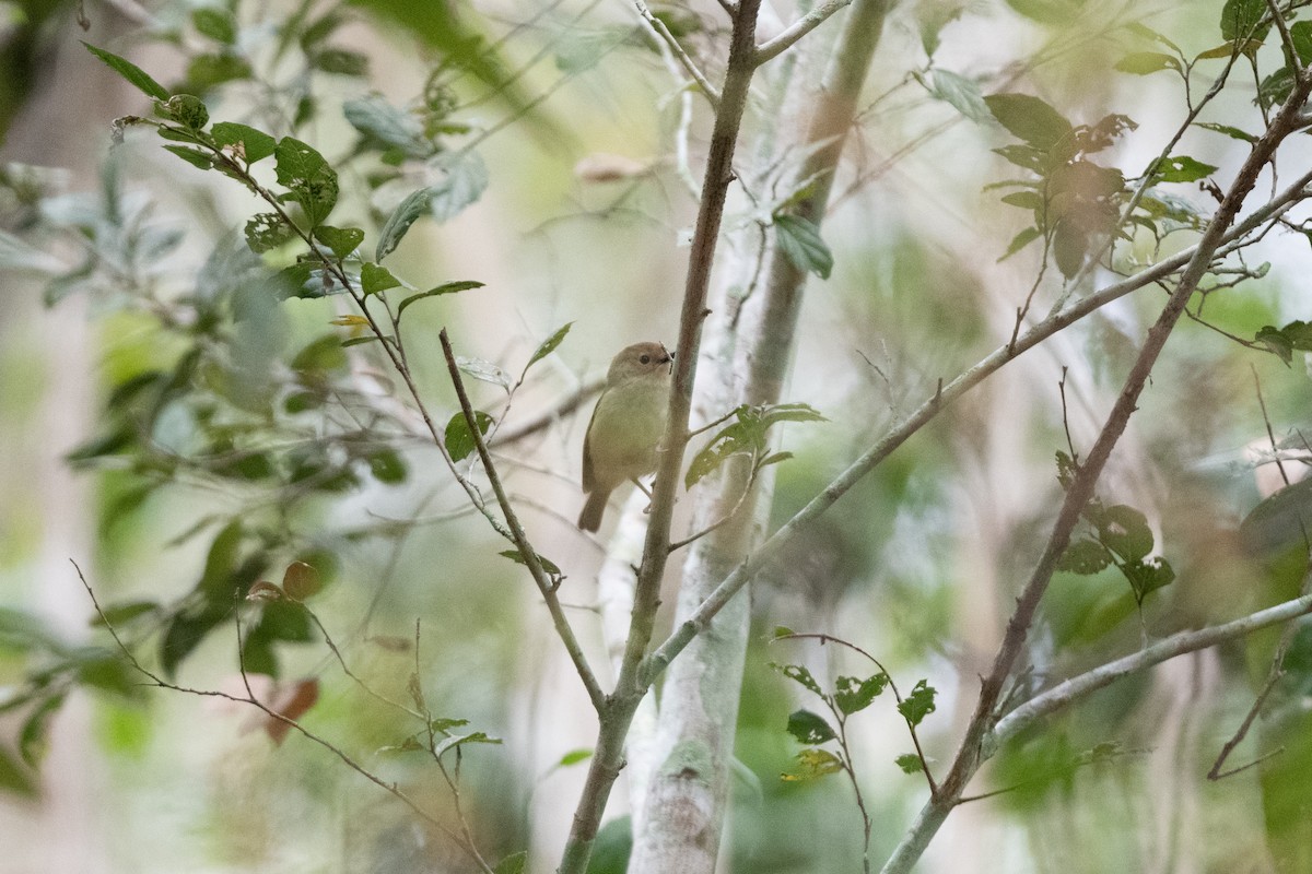 Large-billed Scrubwren - ML591832421