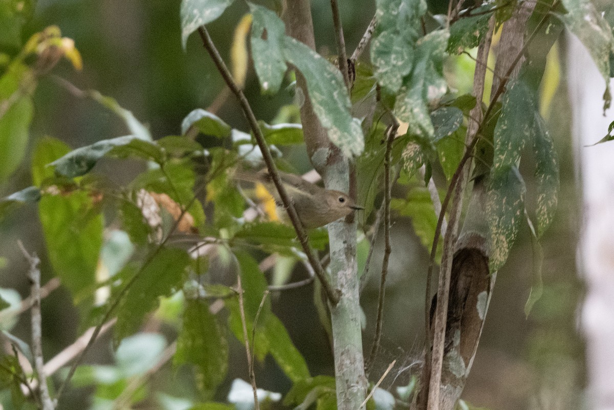 Large-billed Scrubwren - ML591832441
