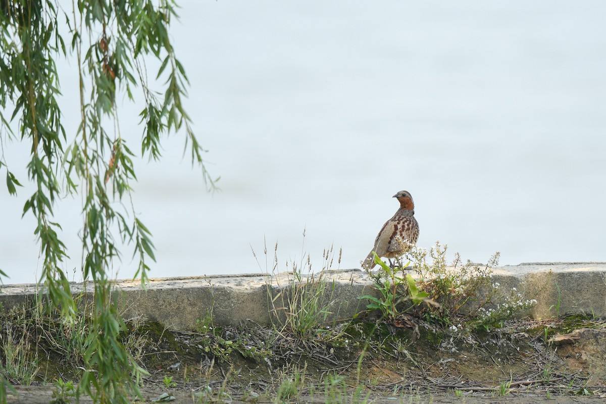 Chinese Bamboo-Partridge - Joy Wang