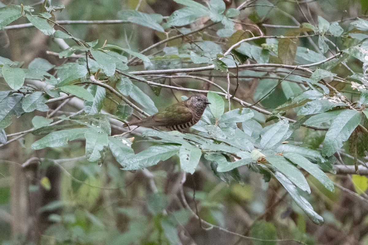 Shining Bronze-Cuckoo - ML591832631