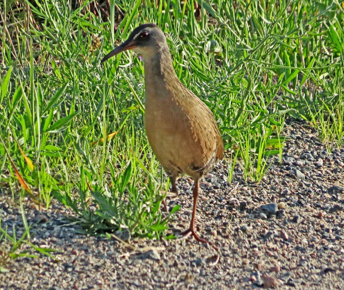 Virginia Rail - ML591832801
