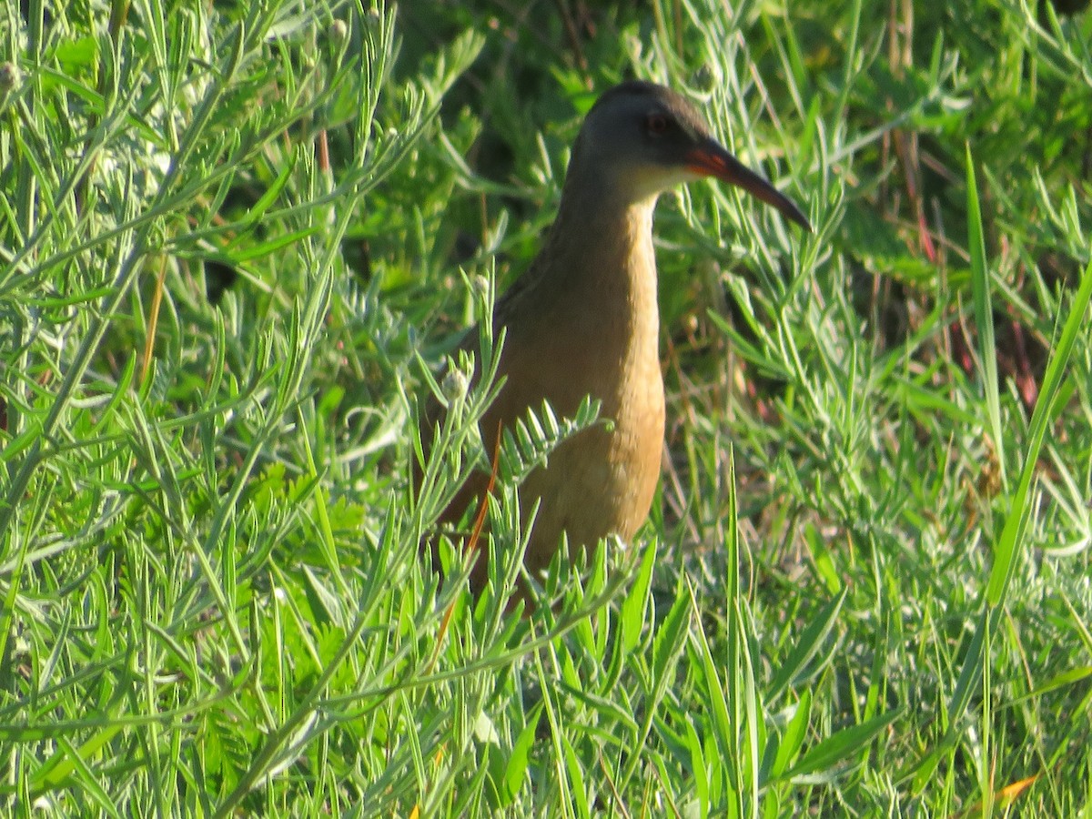 Virginia Rail - ML591832811