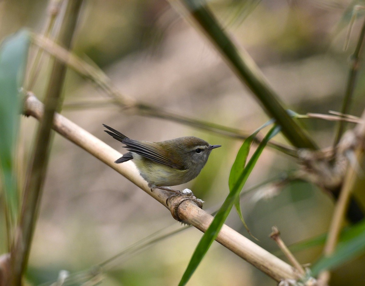 Hume's Bush Warbler - ML591833681