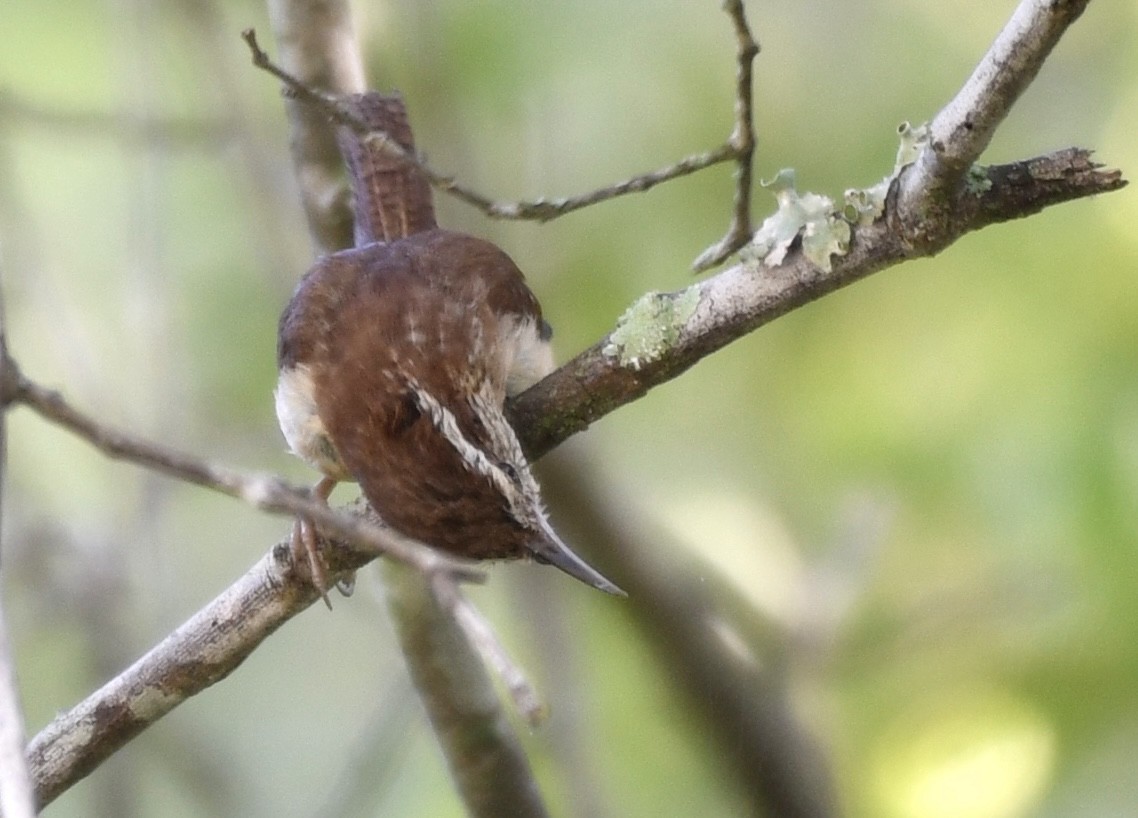 Carolina Wren - ML591834451