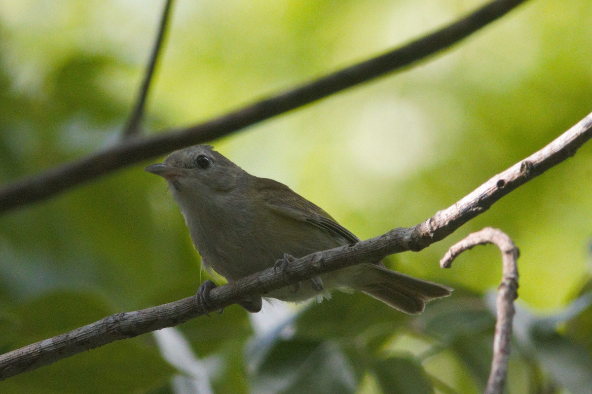 Lesser Greenlet - ML591834791