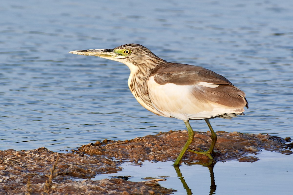 Squacco Heron - ML591835081